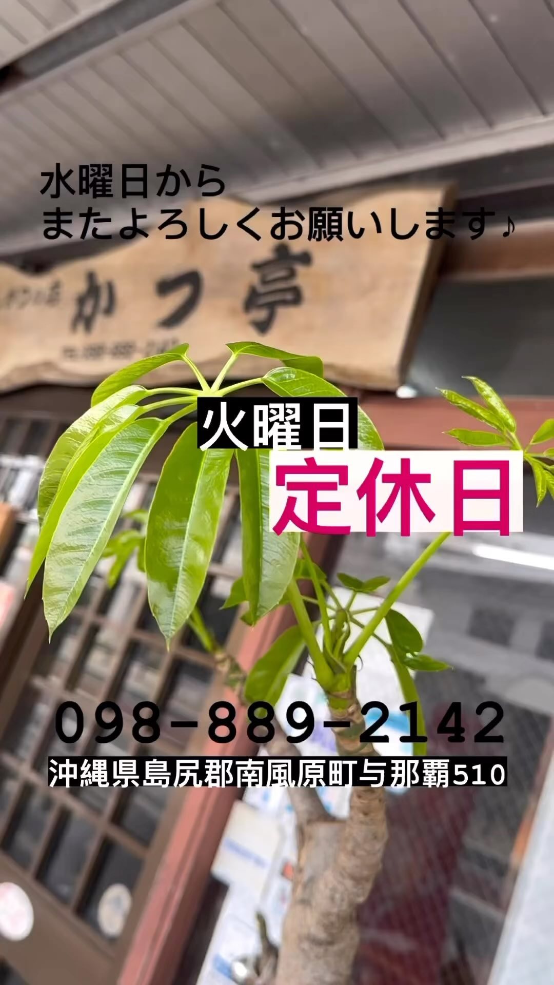 とんかつの店かつ亭です。
 お知らせ 

いつも当店をご利用いただき、誠にありがとうございます。お知らせがございます。

誠に勝手ながら、毎週火曜日は当店の定休日とさせていただきます。
お客様にはご不便をおかけいたしますが、何卒ご理解賜りますようお願い申し上げます。

定休日以外は通常通り営業いたしますので、皆様のご来店をお待ちしております。どうぞよろしくお願い申し上げます。